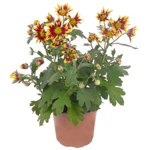 Multiflora-Chrysantheme gelb-orange 12 cm Topf, 2er-Set