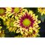Nahaufnahme von rot-gelben Chrysanthemenblüten.