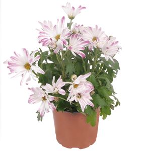 Multiflora-Chrysantheme rosa-weiß 12 cm Topf, 2er-Set