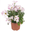 Verkleinertes Bild von Multiflora-Chrysantheme rosa-weiß 12 cm Topf, 2er-Set