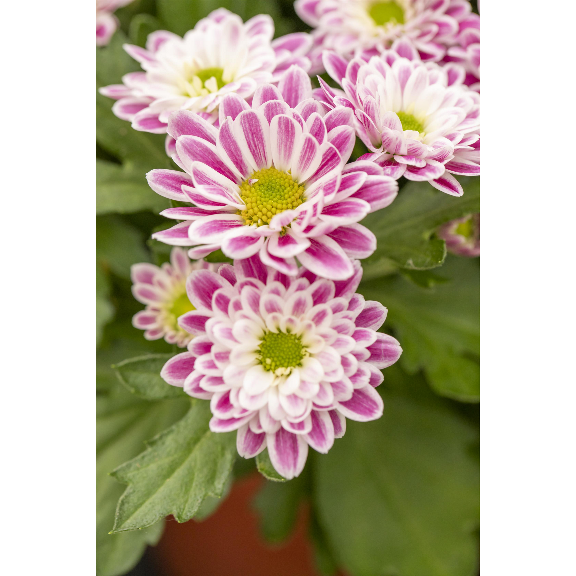 Multiflora-Chrysantheme rosa-weiß 12 cm Topf, 2er-Set + product picture