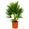 Zwergpalme 85 cm Topf 22 cm