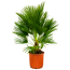 Zwergpalme 85 cm Topf 22 cm