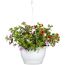 Hängender Blumentopf mit bunten Petunien