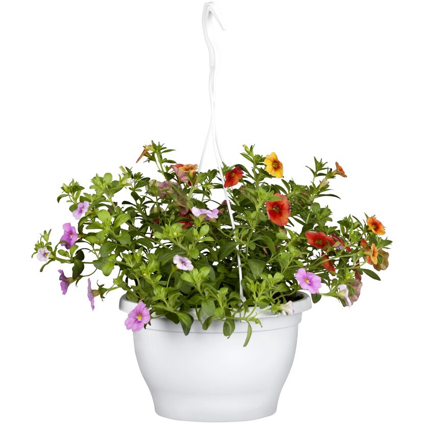 Hängender Blumentopf mit bunten Petunien