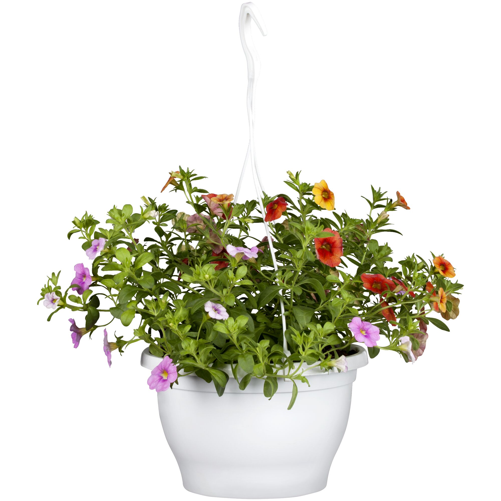 Hängender Blumentopf mit bunten Petunien