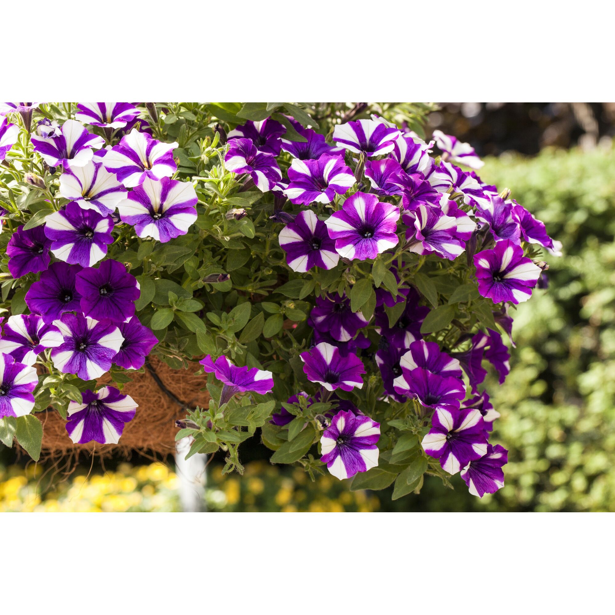 Lila-weiße Petunien in einer Blumenampel.