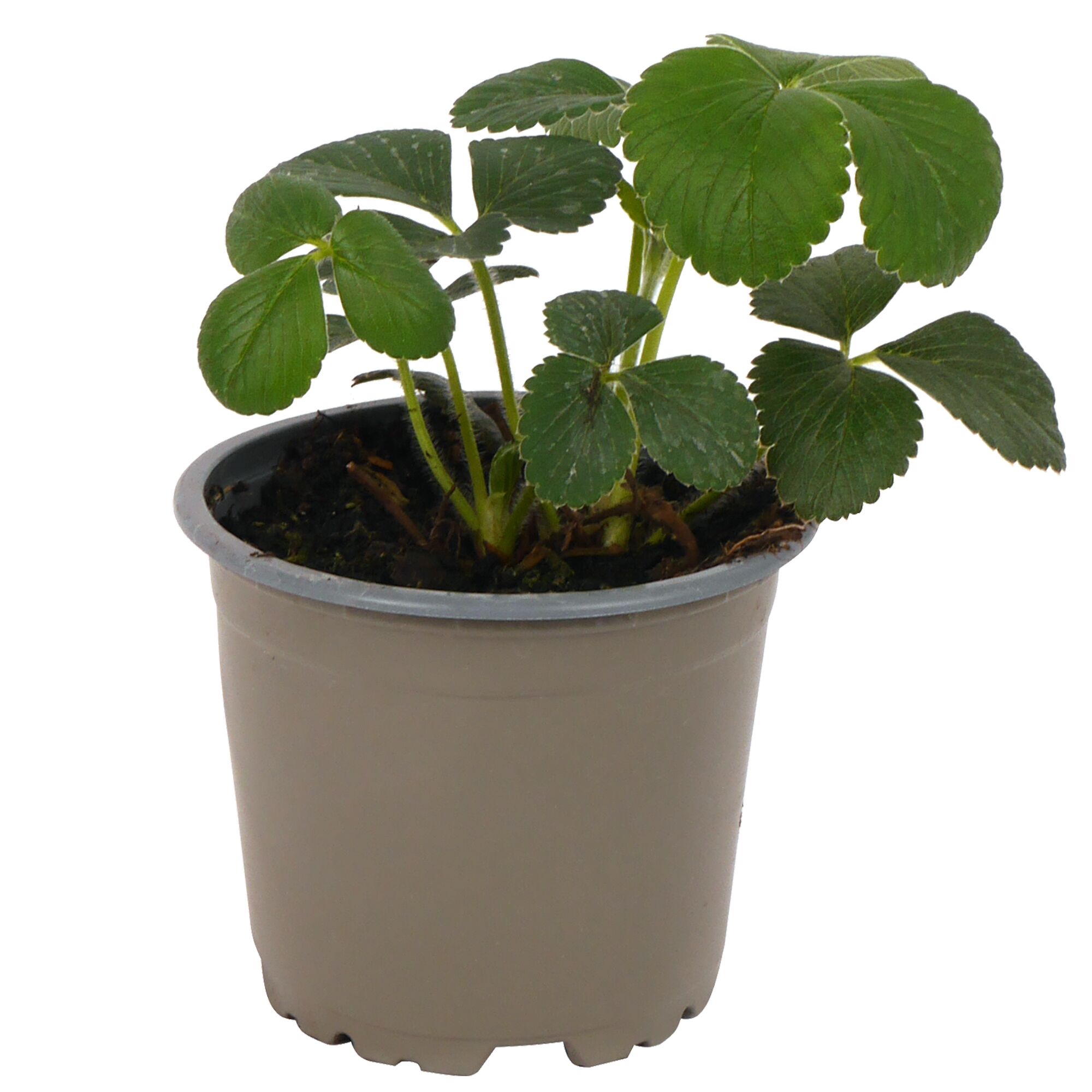 Erdbeerpflanze im Topf