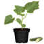 Naturtalent by toom® Bio-Gurke 'Saladin' 10,5 cm Topf