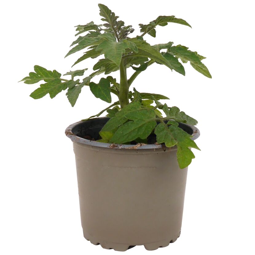 Eine Tomatenpflanze im Topf.
