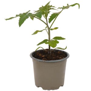 Naturtalent by toom® Bio Tomate 'Harzfeuer' Datschenstolz 10,5 cm Topf