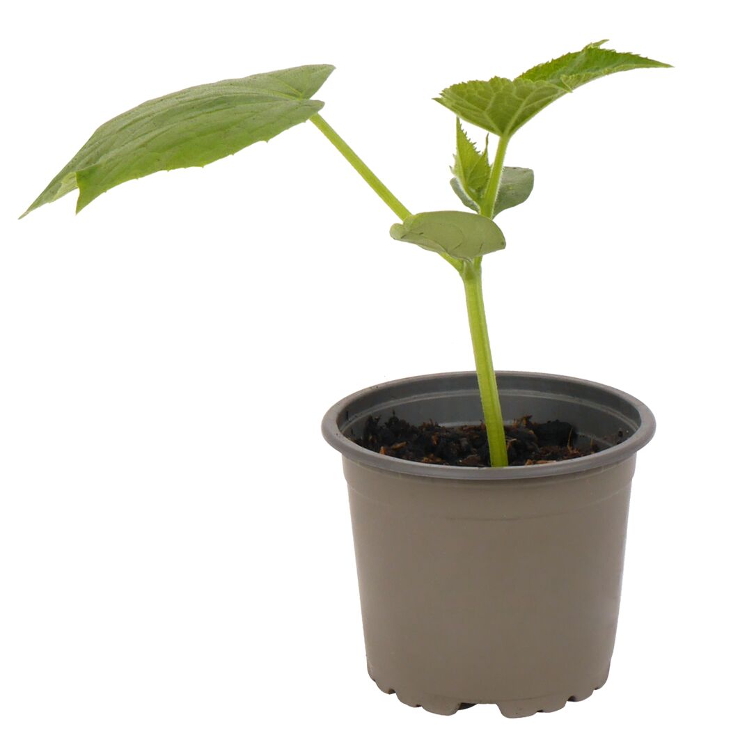 Eine Tomatenpflanze 'Franzi' im Topf.