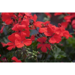 Geranie 'Caliente®' verschiedene Farben 27 cm Wasserspeicher-Ampeltopf