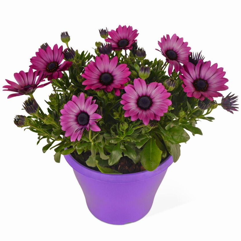 Lila Osteospermum in einem lila Topf