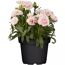 Rosa Nelken in schwarzem Topf