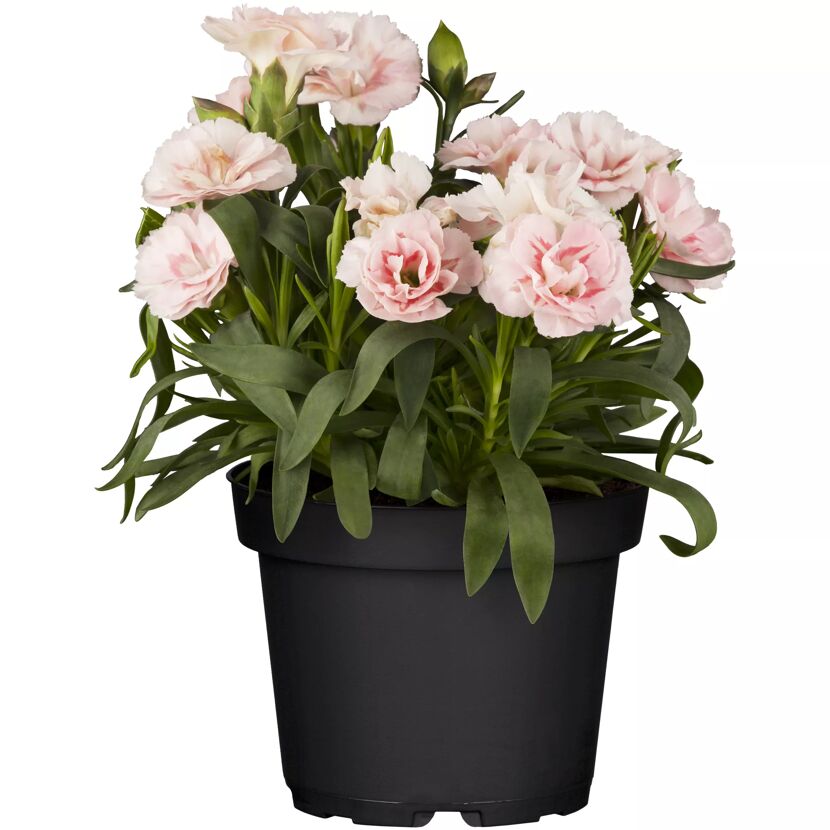 Rosa Nelken in schwarzem Topf