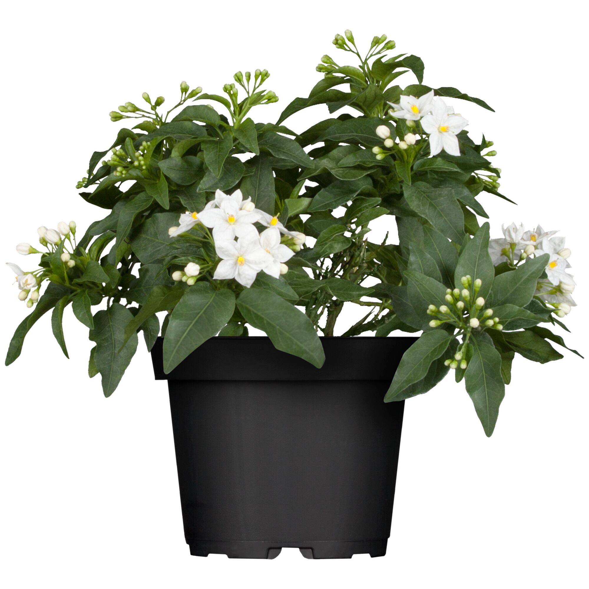 Topfpflanze Solanum Jasmonoides mit weißen Blüten