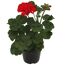 Geranie 'Tumbao®' rot 12 cm Topf