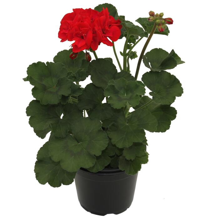 Geranie 'Tumbao®' rot 12 cm Topf