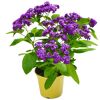 Beetpflanze verschiedene Sorten 17 cm Topf