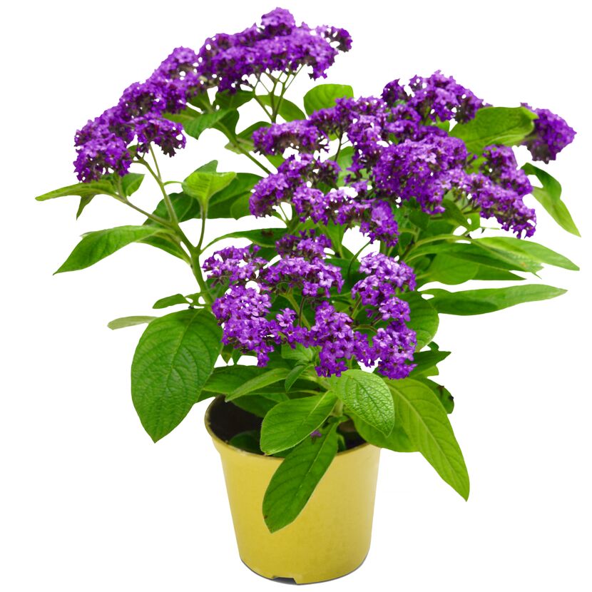 Beetpflanze nützlingsfreundliche Sorten 17 cm Topf