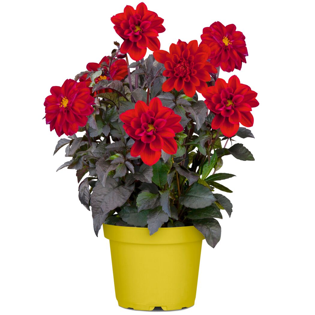 Beetpflanze verschiedene Sorten 17 cm Topf