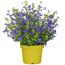 Beetpflanze nützlingsfreundliche Sorten 17 cm Topf