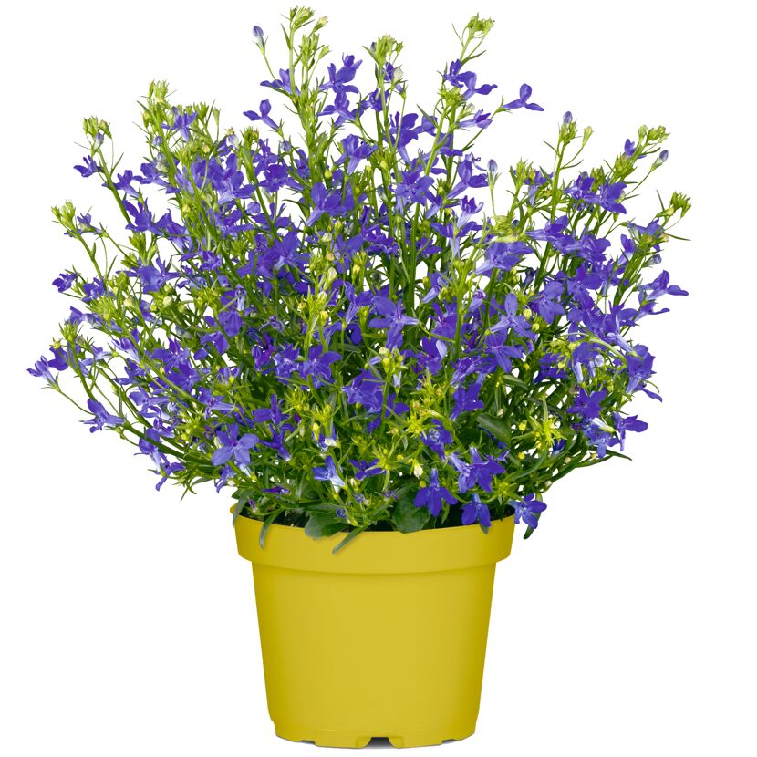Beetpflanze nützlingsfreundliche Sorten 17 cm Topf
