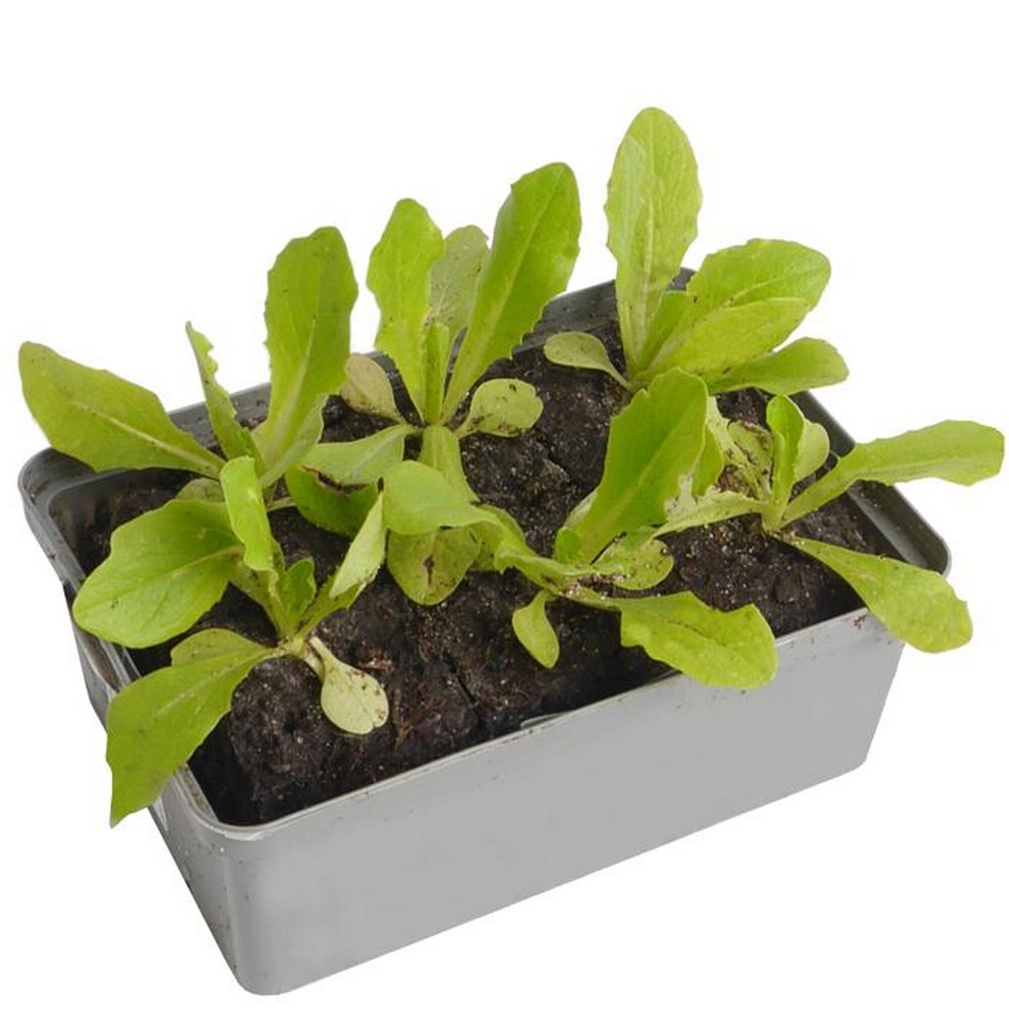 Kopfsalat-Mix in Anzuchtsschale