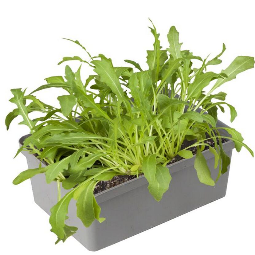 Salat-Mix in grauer Schale