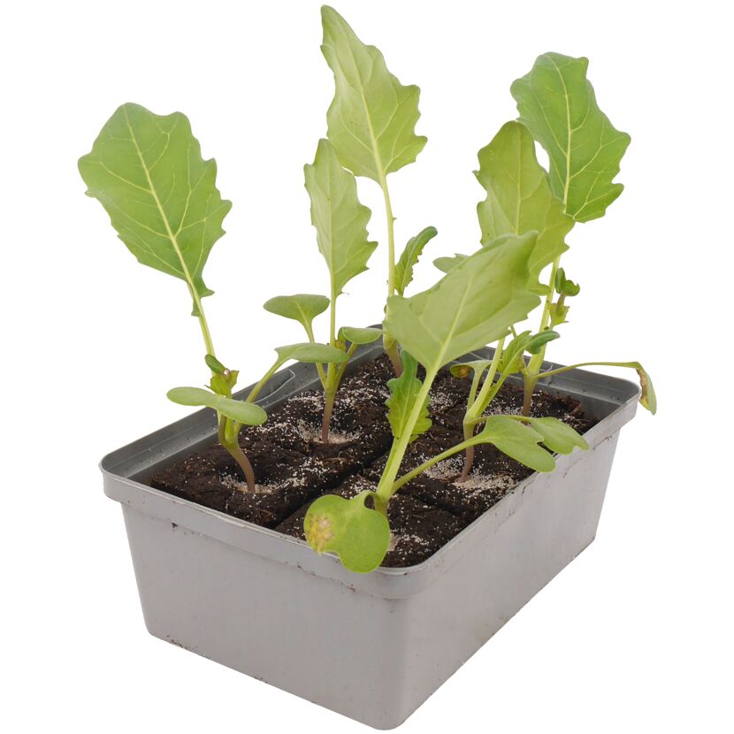 Kohlrabi verschiedene Sorten 6er-Schale