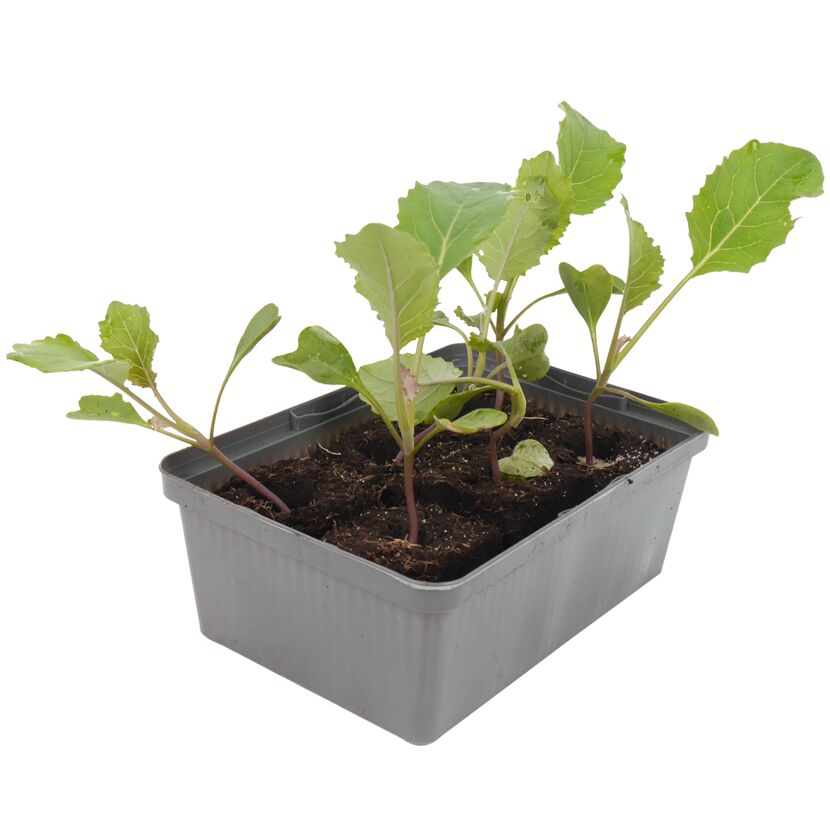 Kohl verschiedene Sorten 6er-Schale