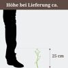 Kleine Pflanze mit einer Höhe von 25 cm neben einem Fuß