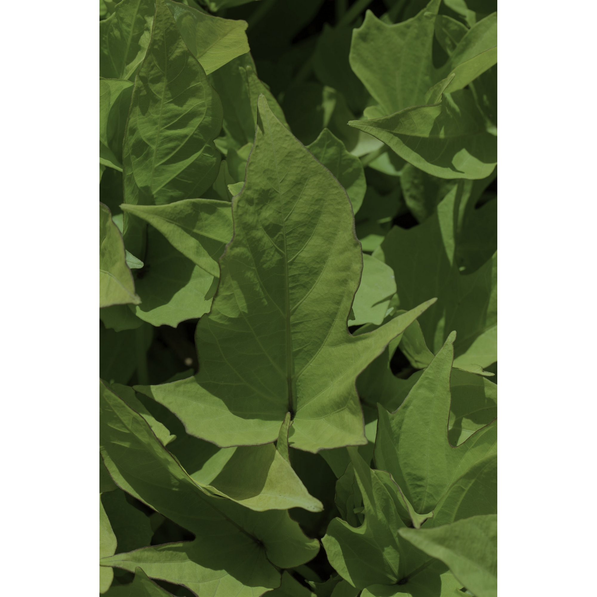 Süßkartoffel 'Erato White' 12 cm Topf