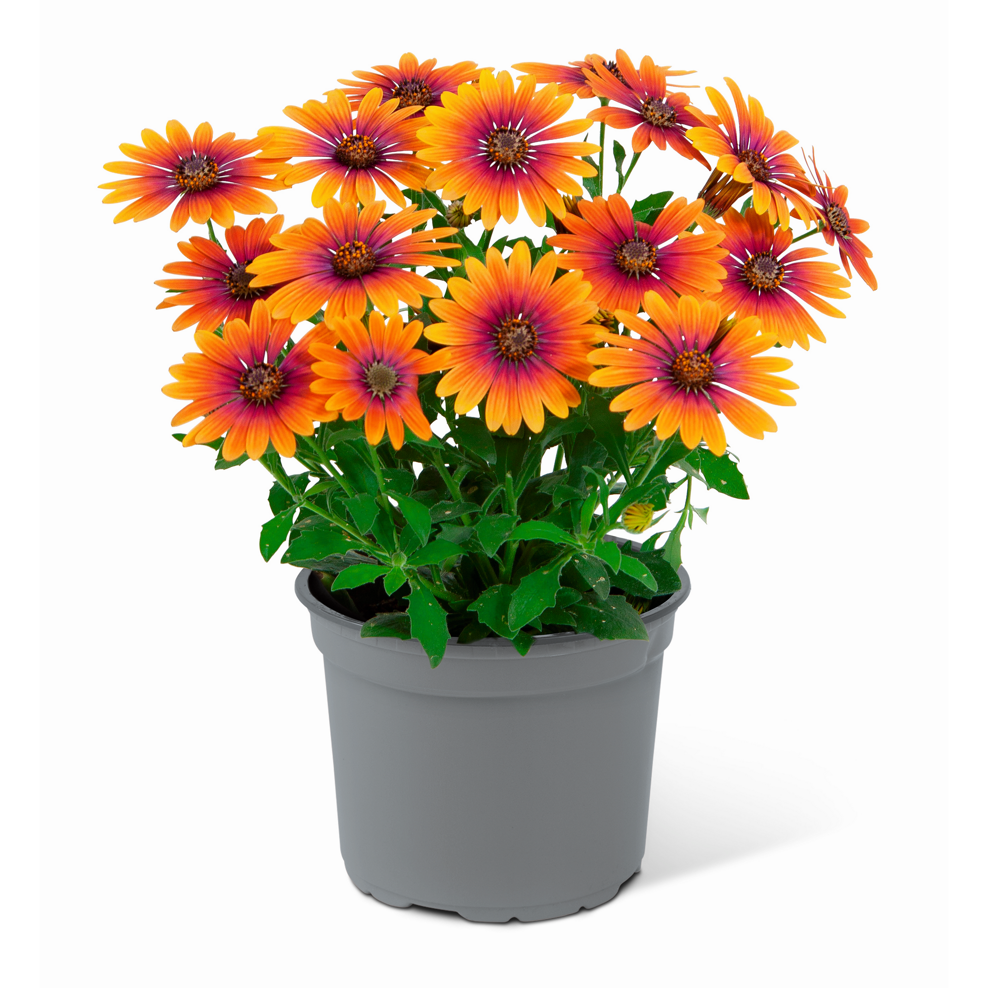 Kapkörbchen verschiedene Farben 12 cm Topf