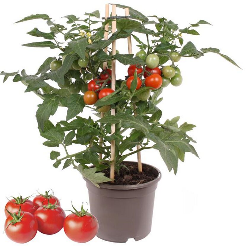 Tomatenpflanze mit reifen und grünen Tomaten
