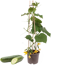 Verkleinertes Bild von Balkongemüse verschiedene Sorten 19 cm Topf