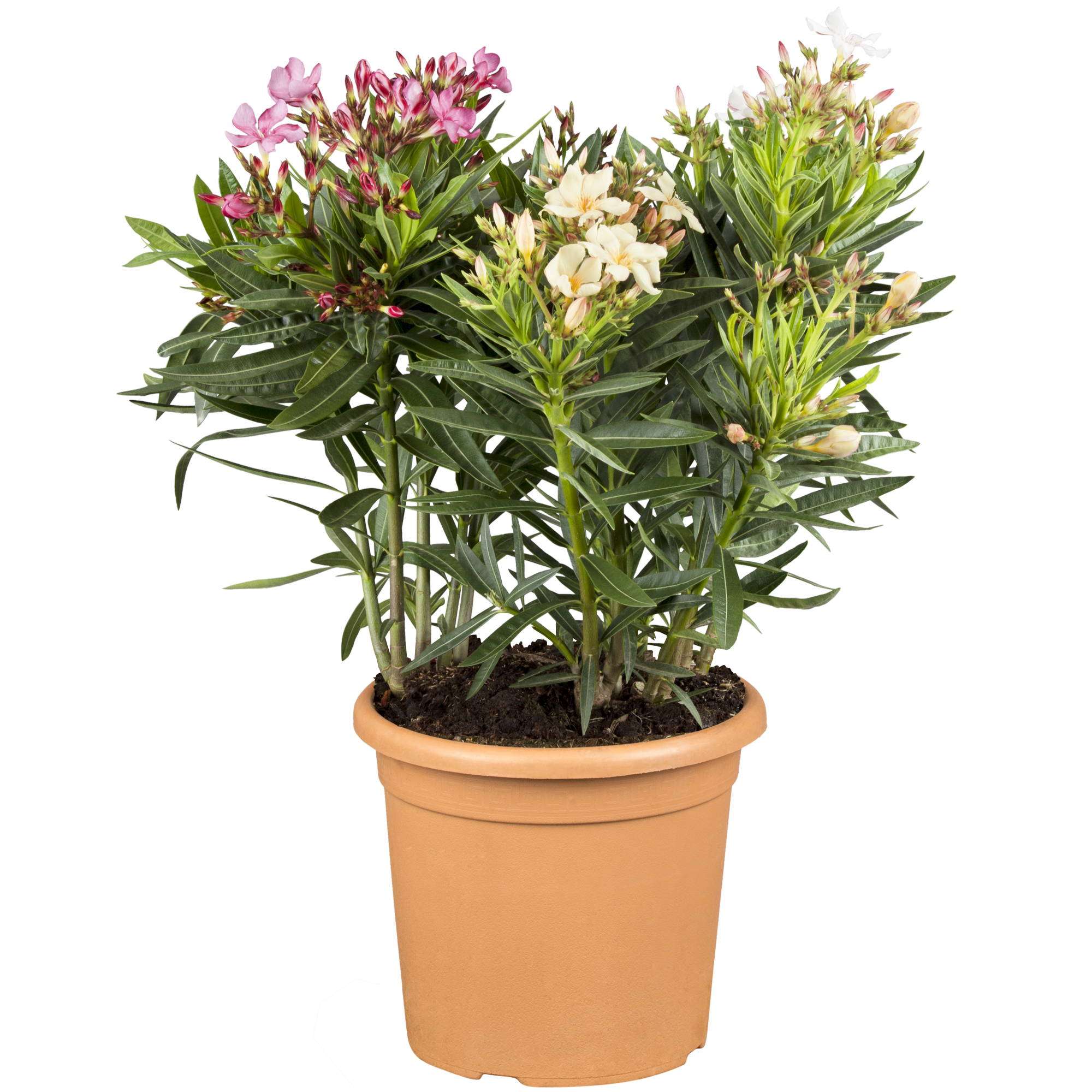 Oleander Trio 18 cm Topf