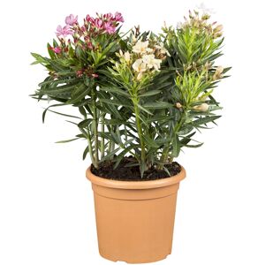 Oleander Trio 18 cm Topf