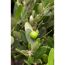 Grüne Olive am Olivenbaum