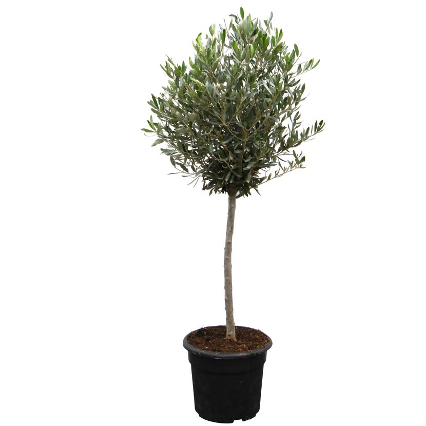 Olivenbaum im Topf