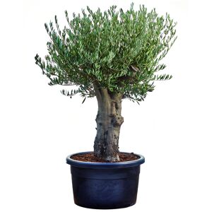 Oliven-Stamm 25 Jahre, 68 cm Topf