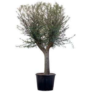Oliven-Stamm 14 Jahre 200 cm, 70 cm Topf
