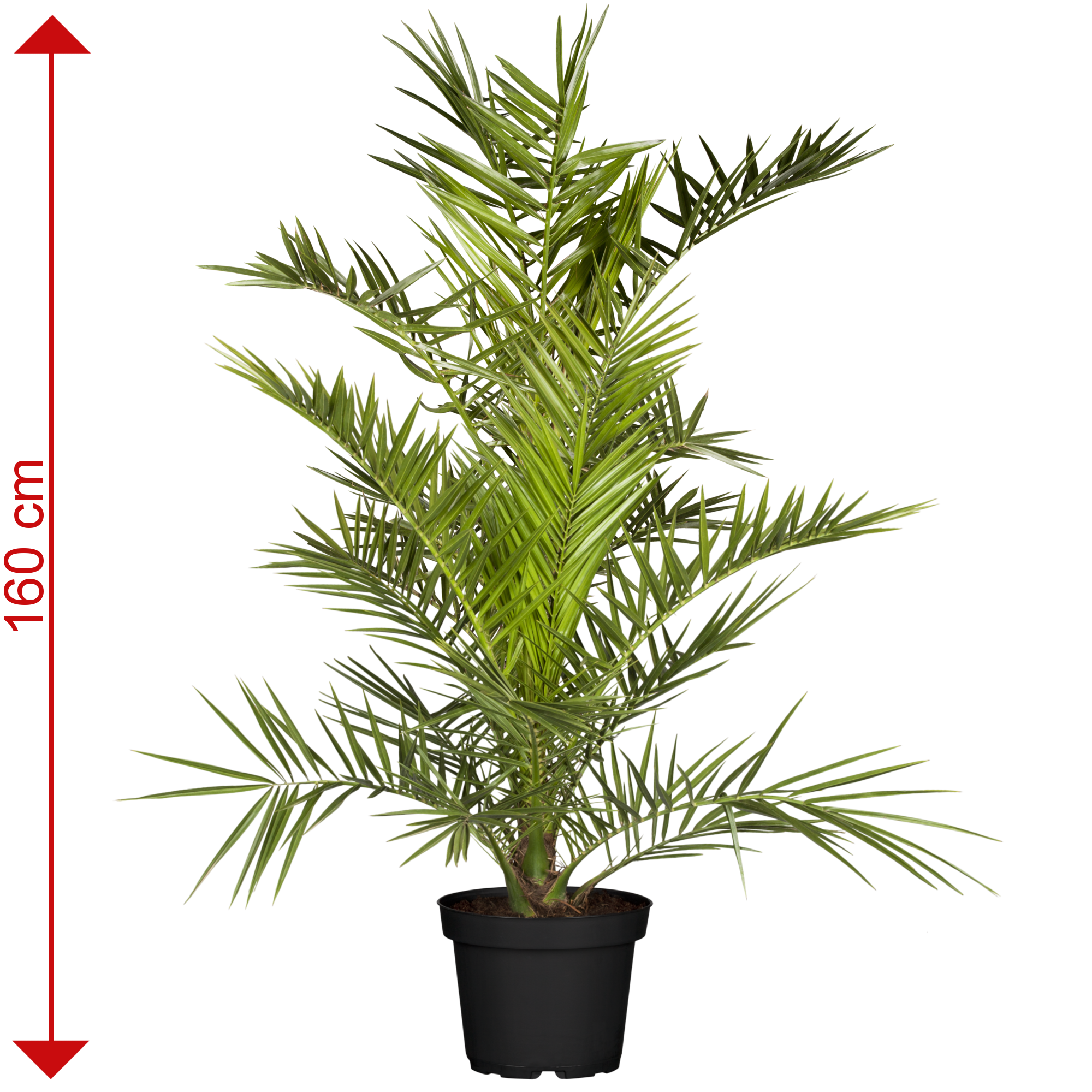 toom Kanarische Dattelpalme 160 cm, 30 cm Topf ǀ toom Baumarkt