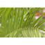 Nahaufnahme der Blätter einer Phoenix canariensis