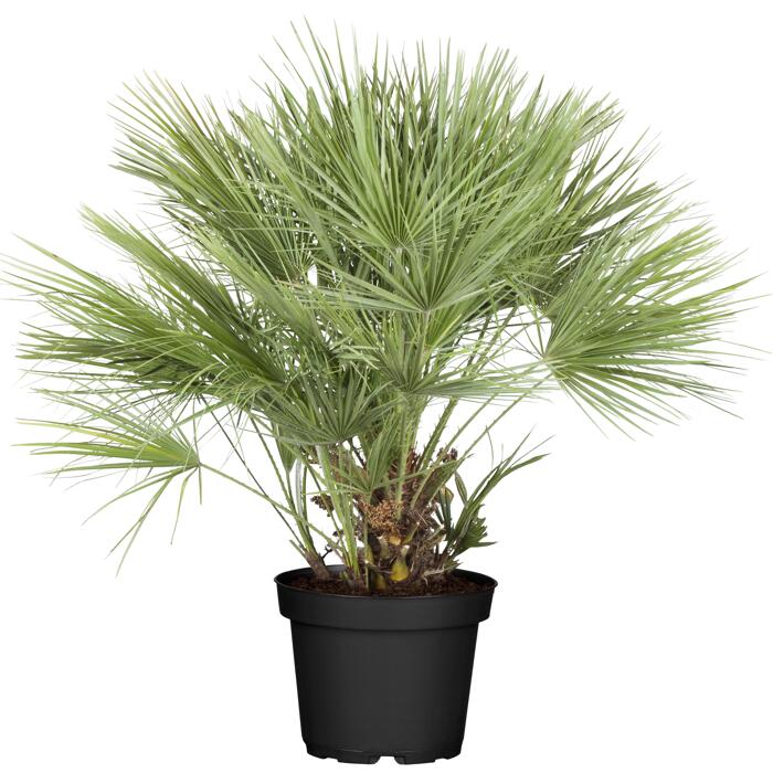 toom Zwergpalme 100 cm, 30 cm Topf
