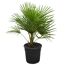 Chamaerops Humilis in schwarzem Topf
