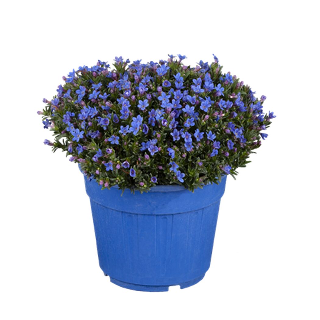 Steinsame blau 18 cm Topf