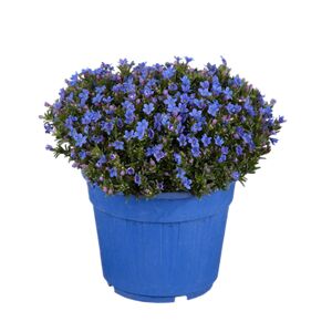 Steinsame blau 18 cm Topf