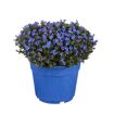 hauptbild